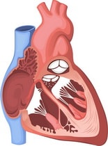 Передовые разработки в области создания искусственных клапанов сердца
